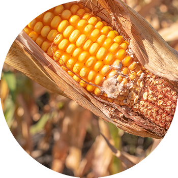 Fusarium de știuleți de porumb