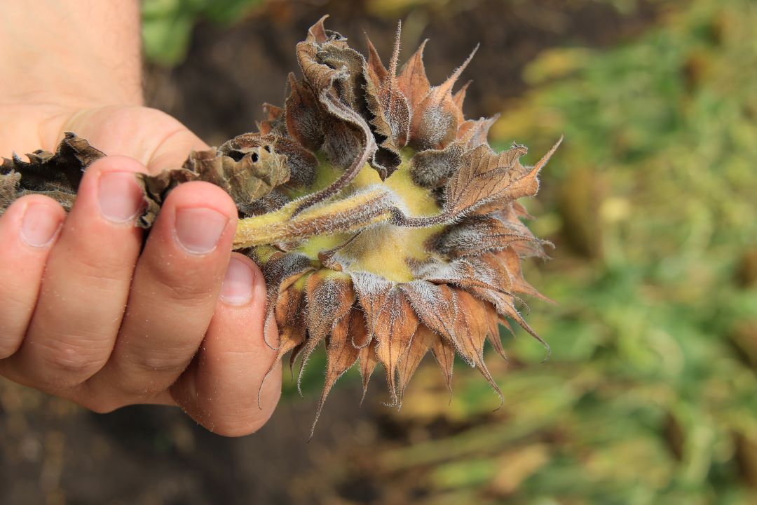 Phomopsis de floarea soarelui (pete gri-maro sau maro, putregai, cancer de tulpină)