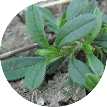 Vrabie de câmp