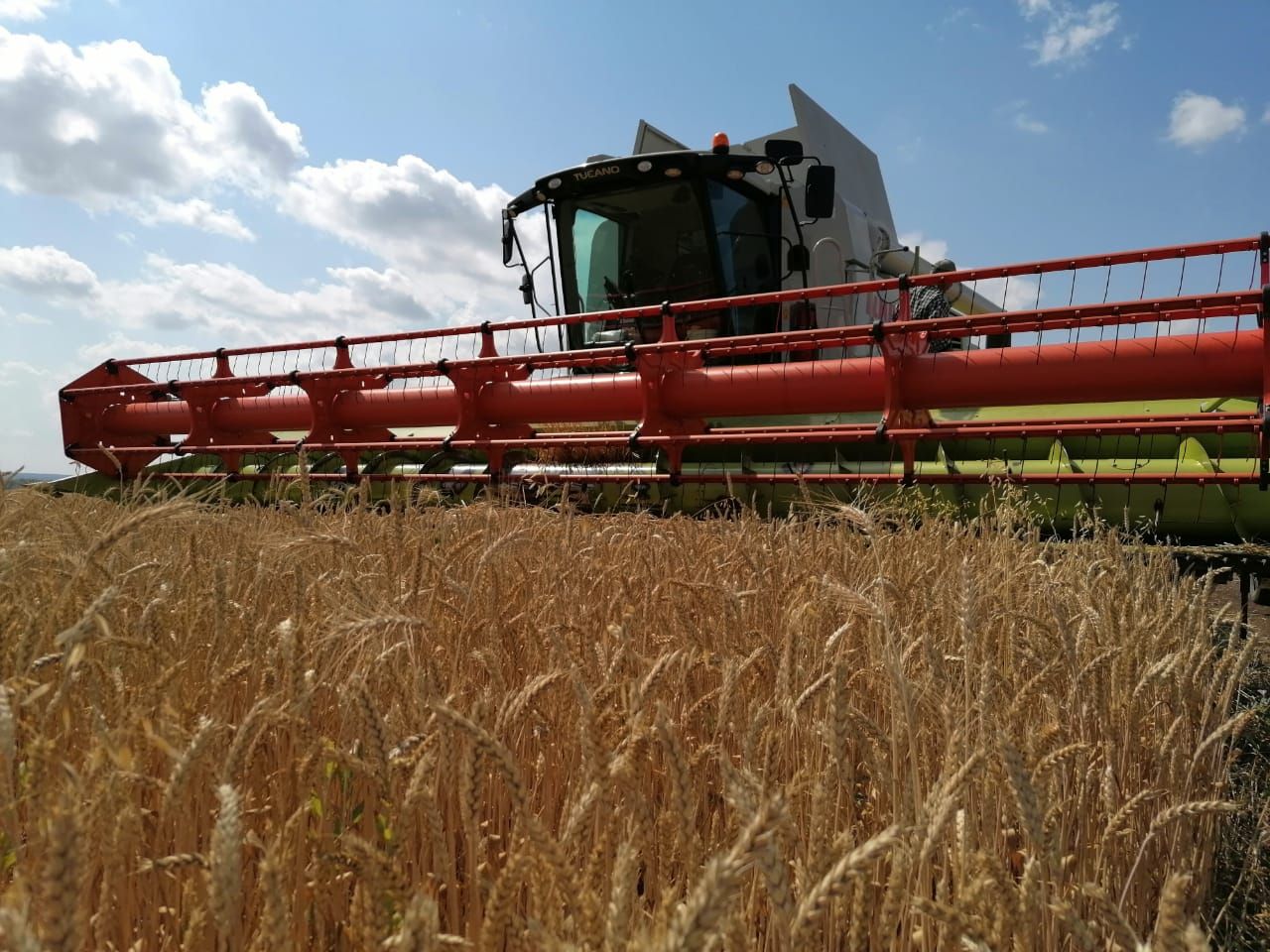Volumul recoltei în fermele companiei de Management August-Agro până la sfârșitul anului 2022 este de așteptat să ajungă la 500 de mii de tone.