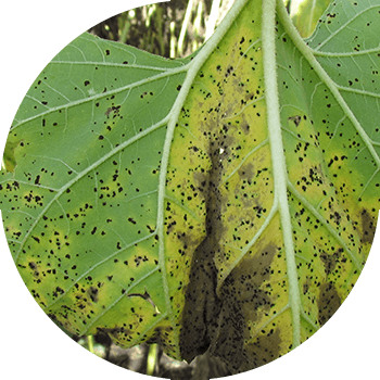 Rugina De Floarea Soarelui