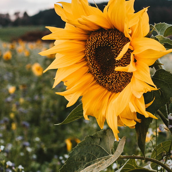 Rând Cultură Semănat Calculator