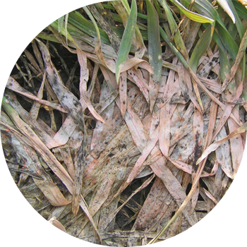 Fusarium mucegai de zăpadă a culturilor de iarnă