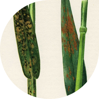 Coroana ruginii de ovăz