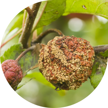 Putregaiul fructelor sau monilioza mărului