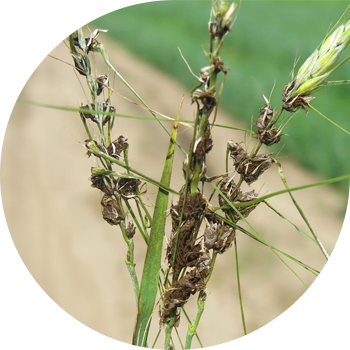 Smutul prăfuit al orzului