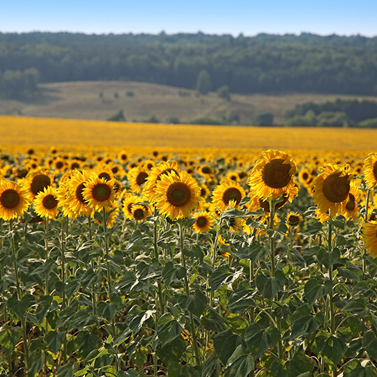 "August-Leninogorsk"