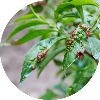 Frunze de piersic cret