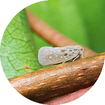 Cicada este albă