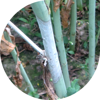 Sclerotinioza sau putregaiul alb al culturilor crucifere