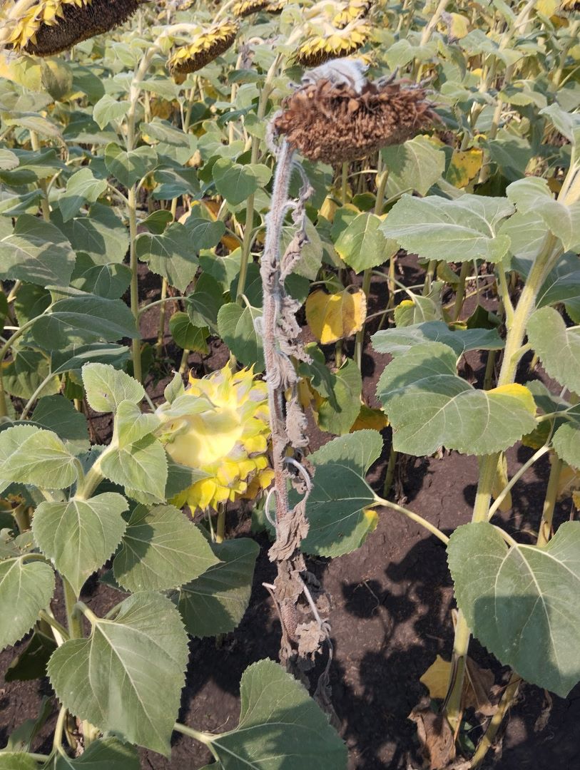 Ofilirea verticiloasă a floarea-soarelui