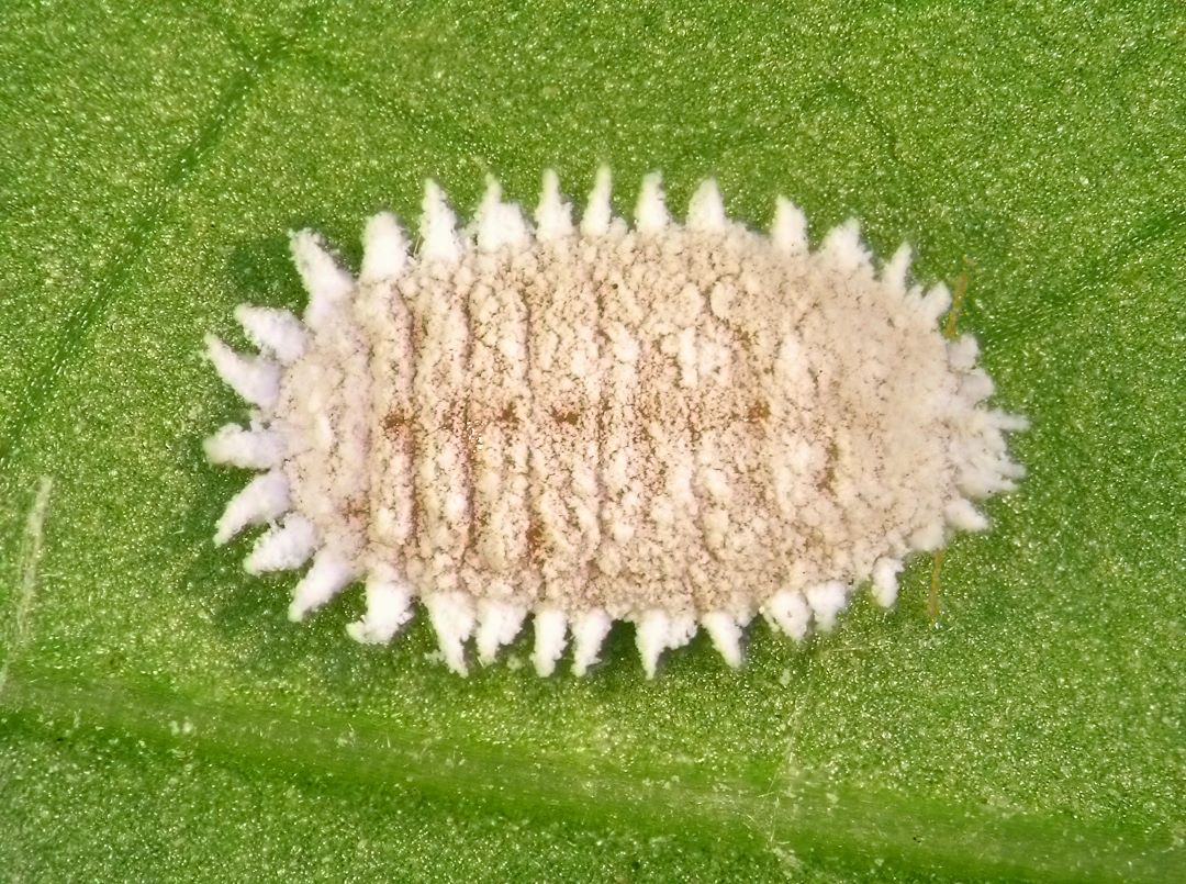 Grape mealybug