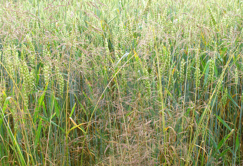 "Focul verde" din sezonul 2021 poate priva fermierii domestici de 10-15% din recolta de cereale.