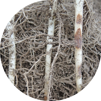 Rhizoctonioza sau crusta de cartofi negri