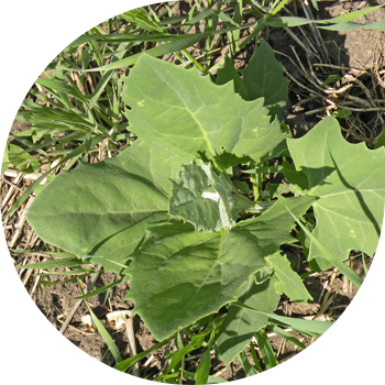 Quinoa, întins, tătar