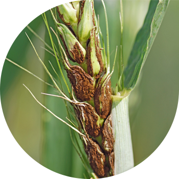 Praful de praf de grâu