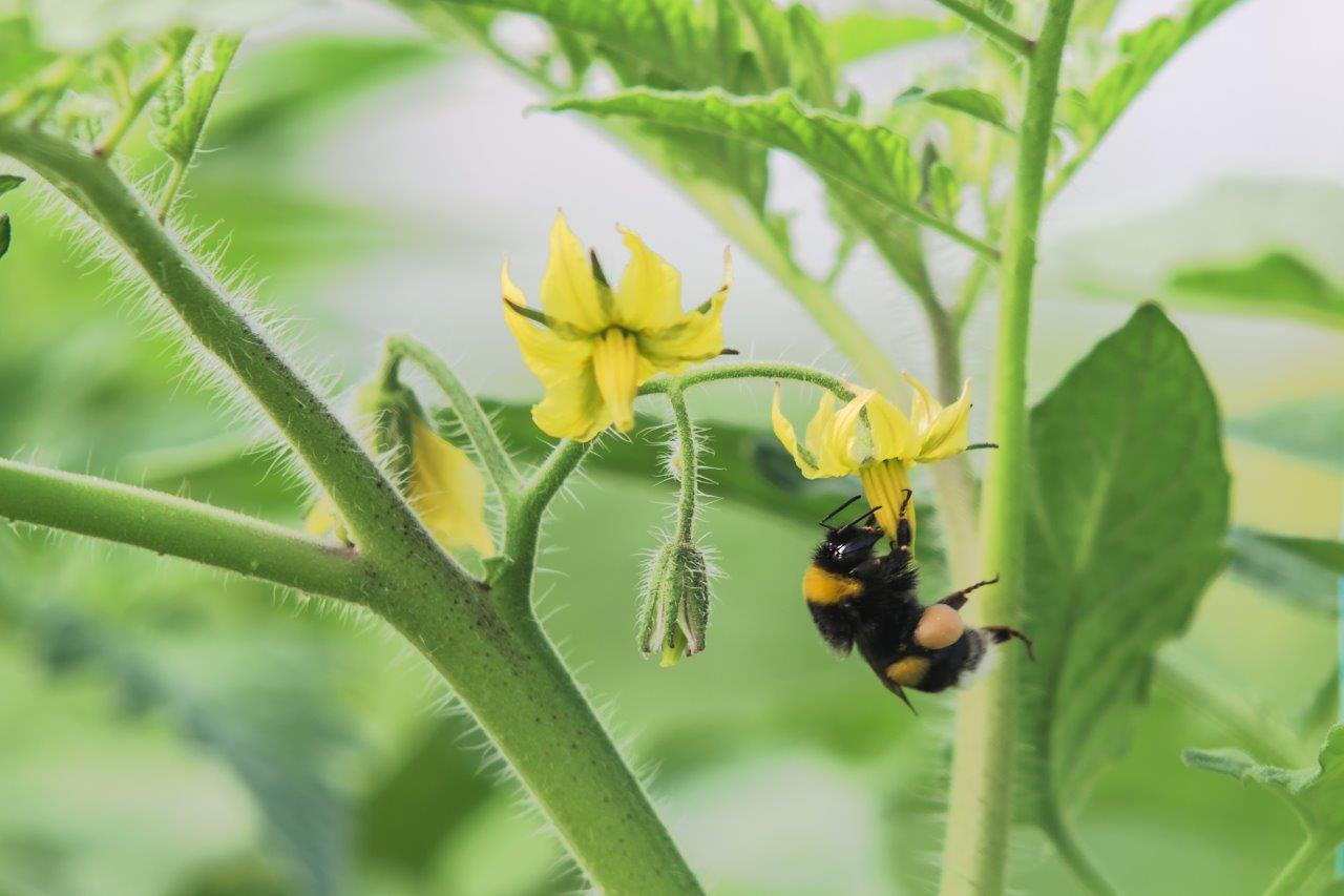Un nou bioinsecticid a fost înregistrat!