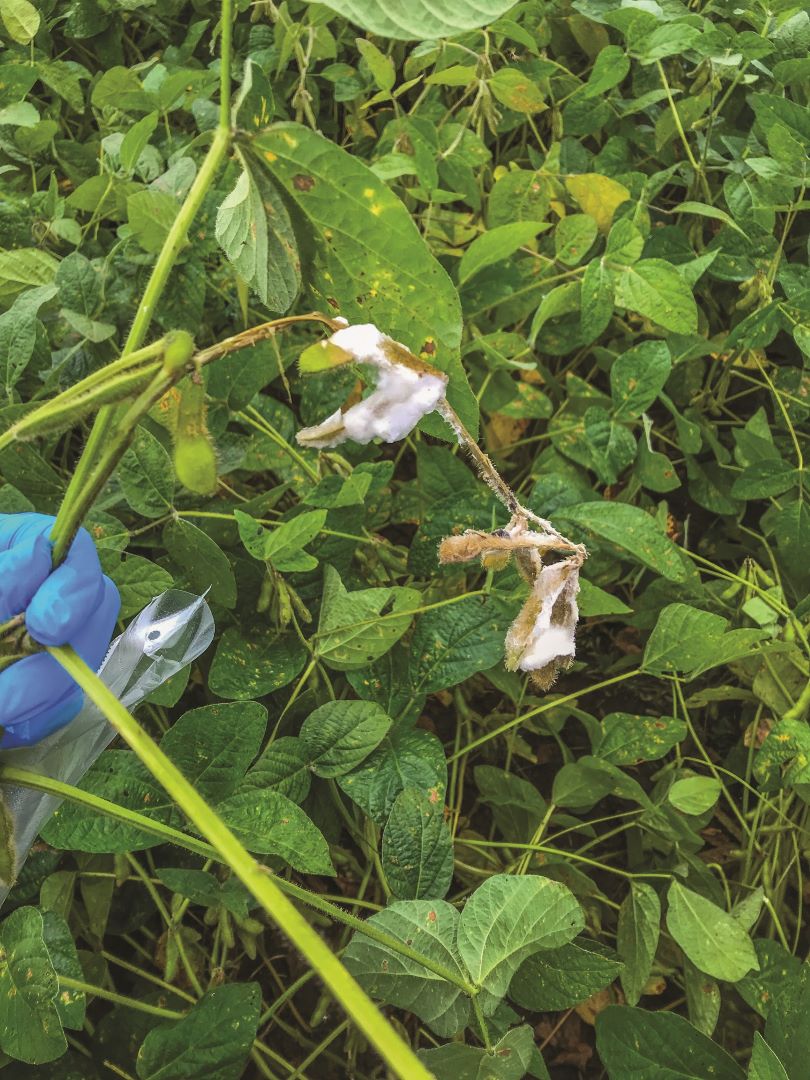 Sclerotinioza (putregaiul alb al tulpinilor de soia și fasole)