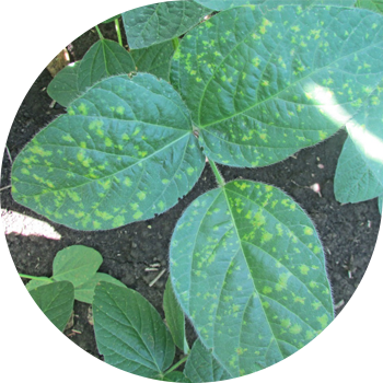 Peronosporoză sau făinare din soia