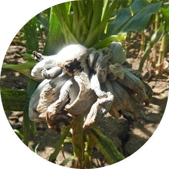 Bubble smut de porumb