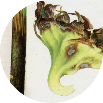 Putregaiul gri al floarea-soarelui