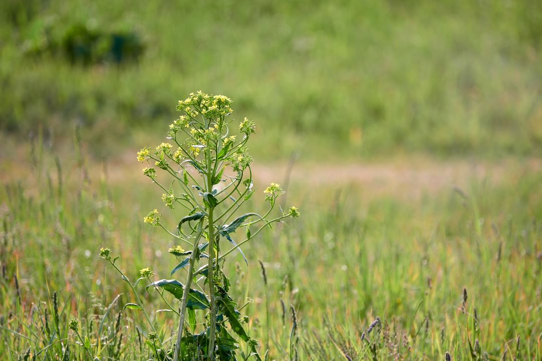 Neslia paniculata, paniculata cu cap rotund