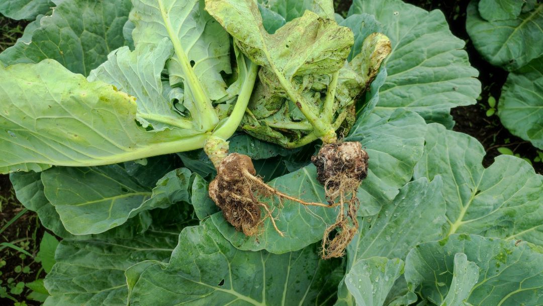 Un kilogram de varză