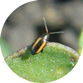 Purici cruciferi