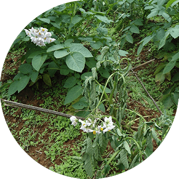 Bacterioza brună (ofilirea bacteriană) a cartofilor