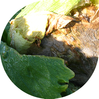 Putregaiul cenușiu al culturilor crucifere