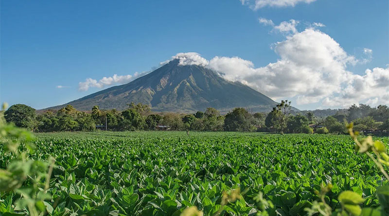 Compania August a intrat pe piața din Nicaragua în 2020