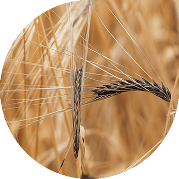 Greu (piatră) smut de orz