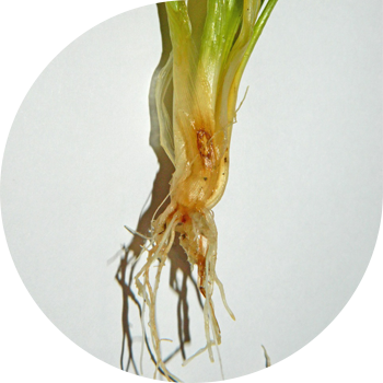 Putregaiul rădăcinii helmintospore