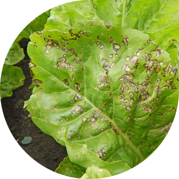 Cercosporoză de sfeclă roșie