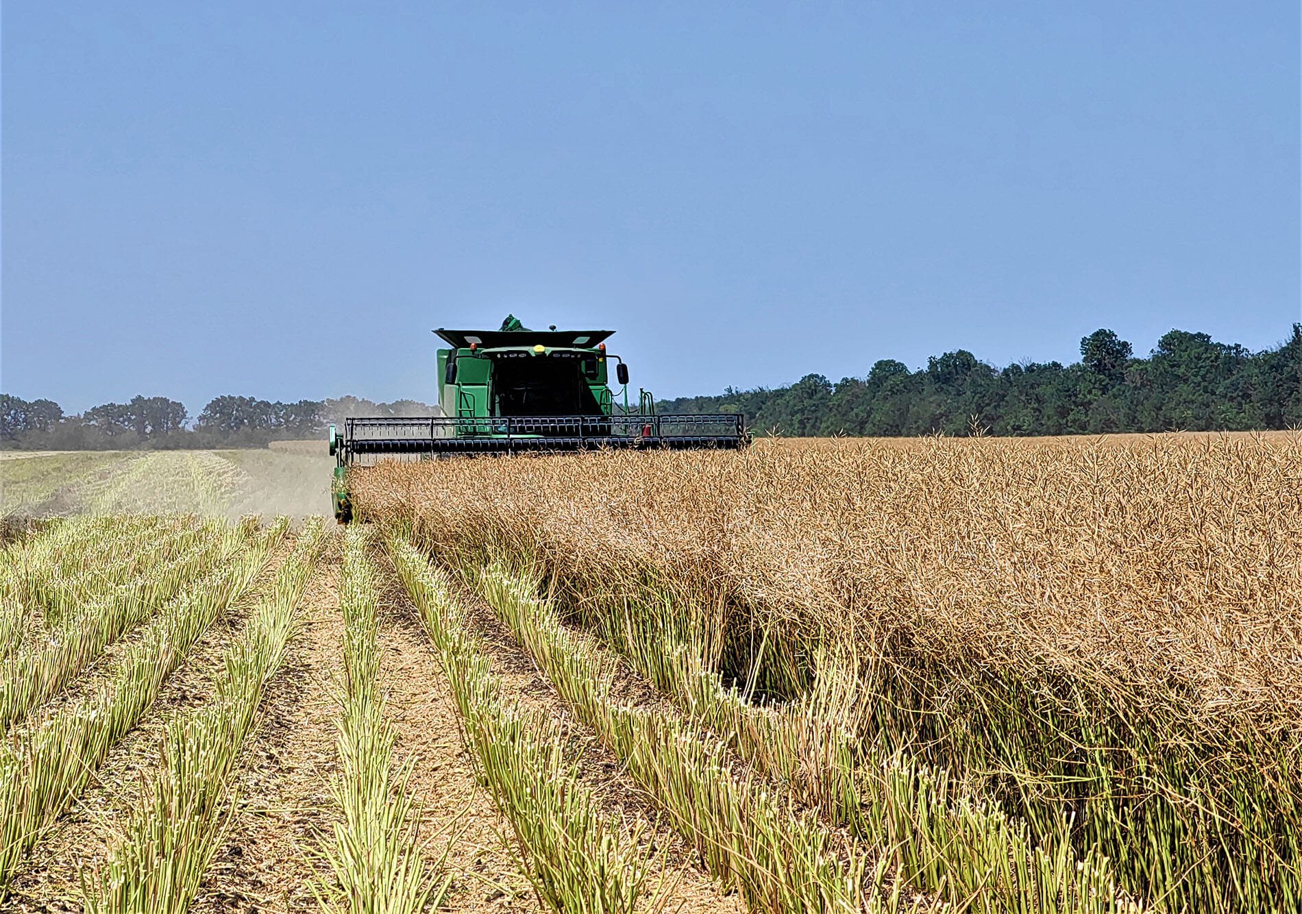 Rusia se confruntă cu o penurie de pesticide pentru agricultură?