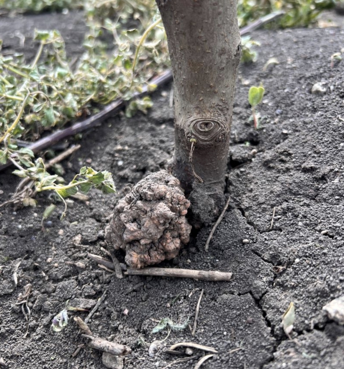 Cancerul de rădăcină al culturilor de fructe