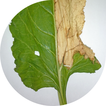 Ofilirea verticiloasă a sfeclei roșii