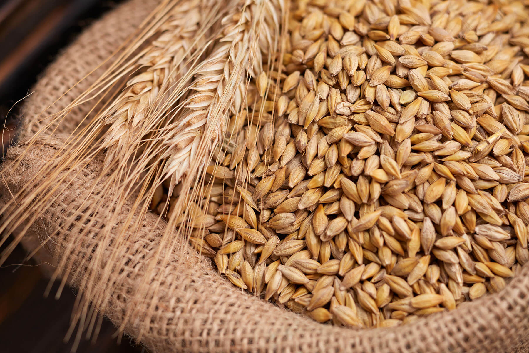 Agroholding August-Agro a devenit lider în ceea ce privește recolta de cereale în Tatarstan