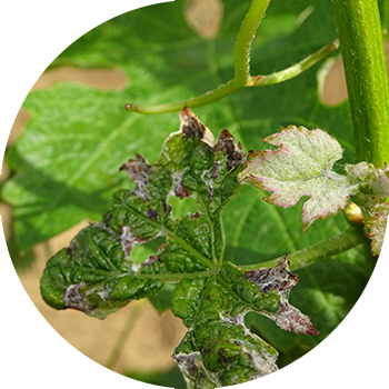 Antracnoză de struguri