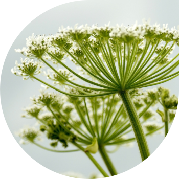 Hogweed-ul lui Sosnovsky