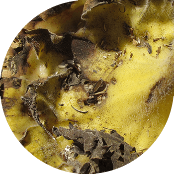 Putregaiul uscat al coșurilor de floarea soarelui