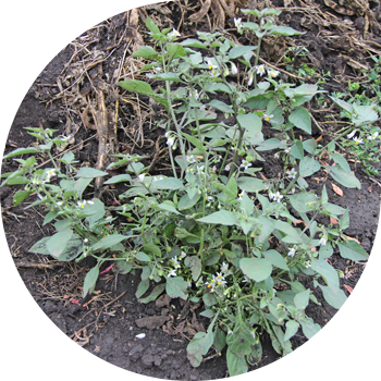 Nightshade negru