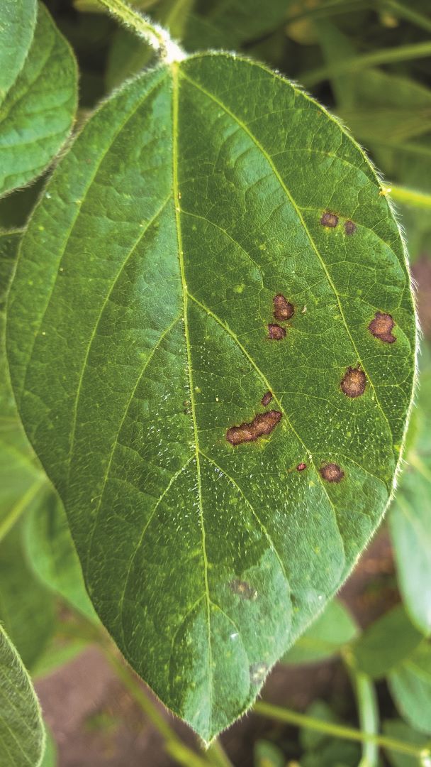 Cercosporoză de soia